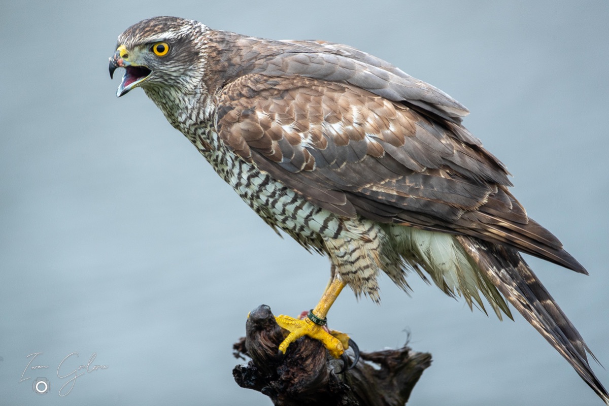 1DX46041 12 december 2021 1223 14